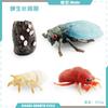 Simulation Mini Insect Set Grasshopper Bee Spider Growth Cycle Life Stage Cognitive Model Toy