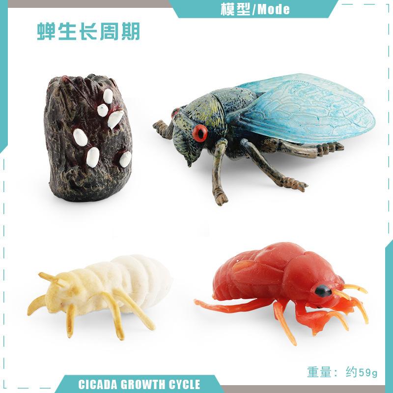 Simulation Mini Insect Set Grasshopper Bee Spider Growth Cycle Life Stage Cognitive Model Toy