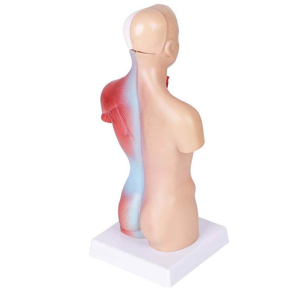 Modello Di Anatomia Degli Organi Interni Del Corpo Umano Per Uso Medico Dell Istruzione Image215635983