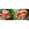 Cute Patio Waving Squirrel Figurine Statue Terrace Lawn Decor