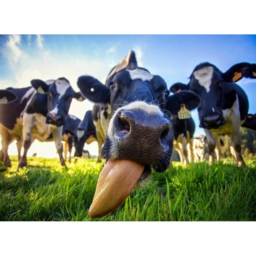 Highland Cow DIY 5D pictură cu diamante, mozaic, rotund complet, rășină, broderie cu diamante, seturi cu punct de cruce, decor acasă