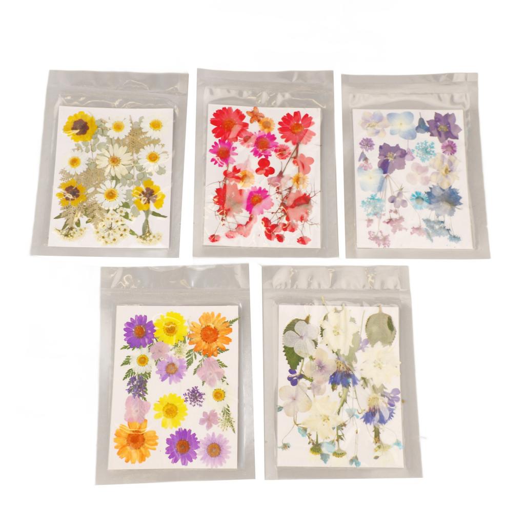 5 Bags Pressed Flowers Assorted Styles Vibrant Rich Details Multi Purpose Colorful Dried Flowers