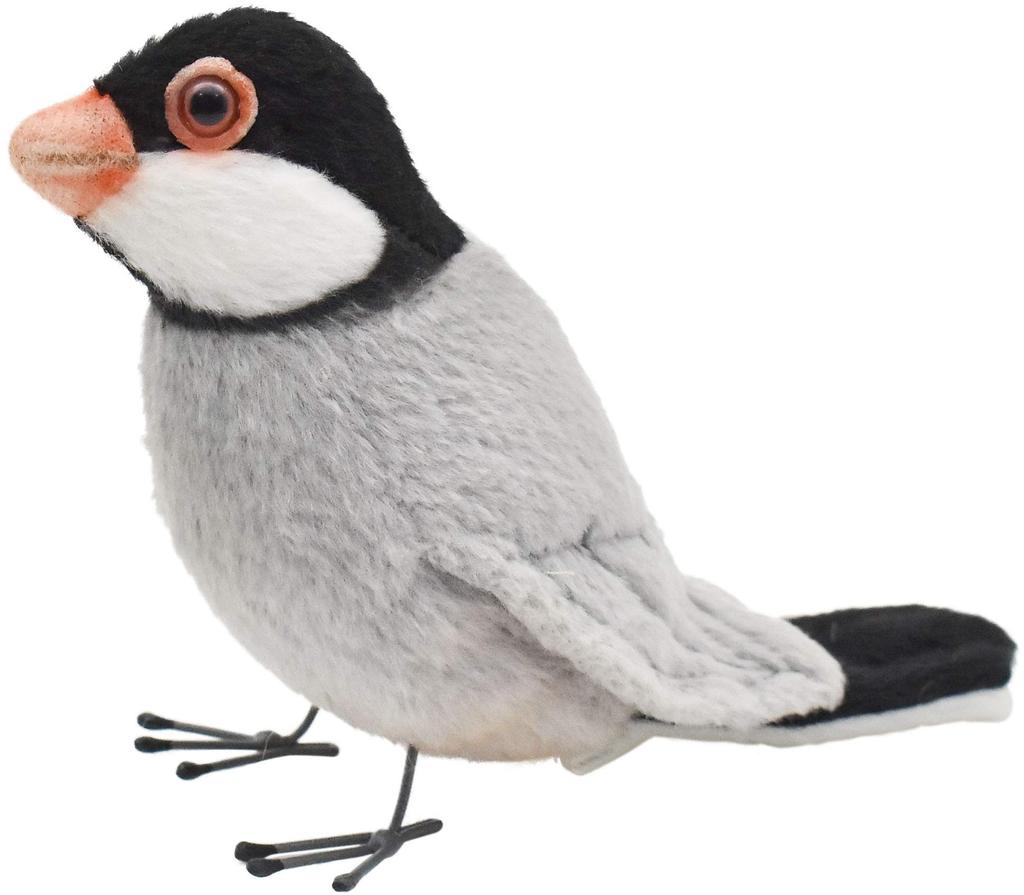 BH7248 HANSA Java Sparrow 13