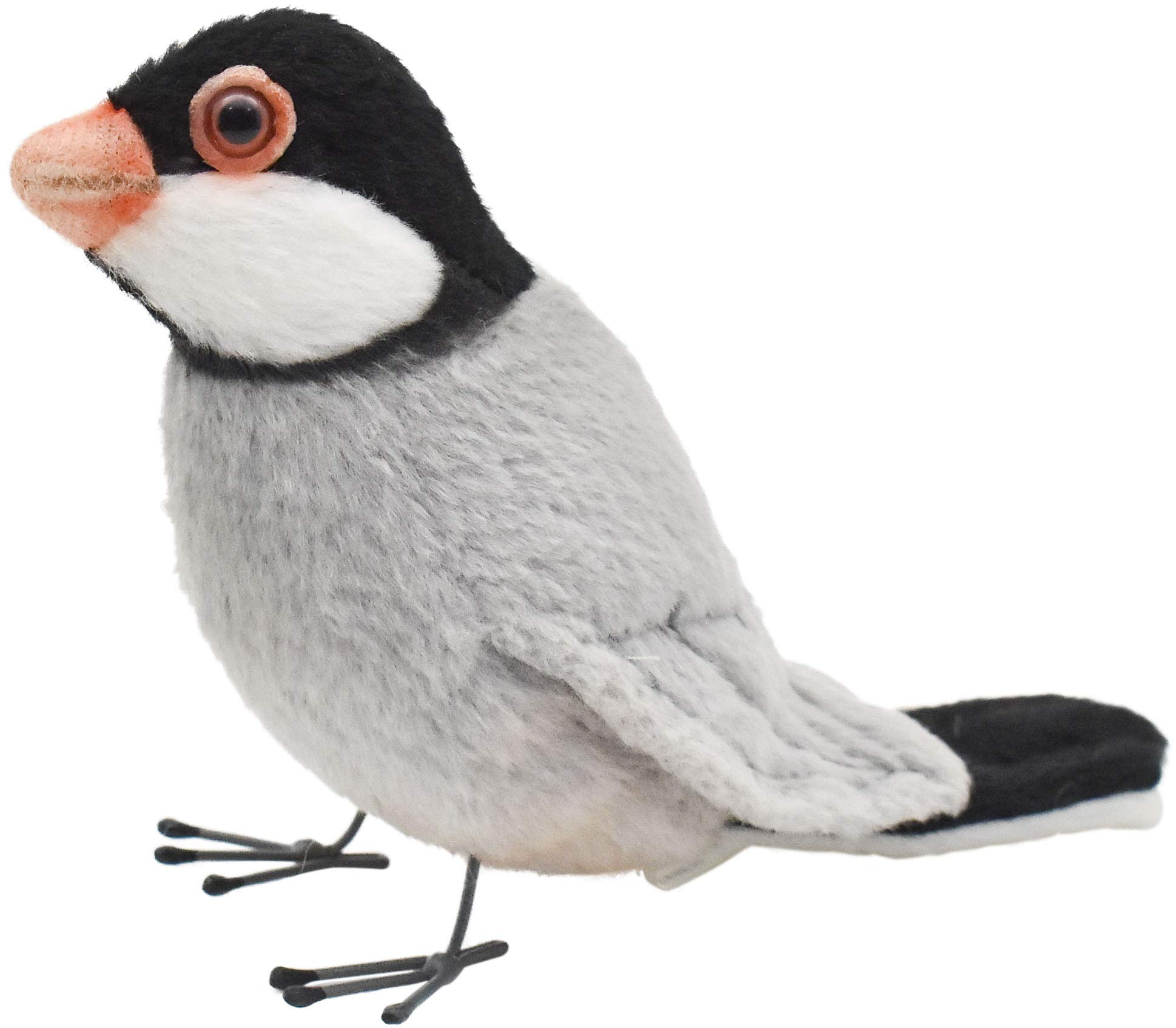 

BH7248 HANSA Java Sparrow 13