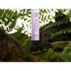 MASIL - 11 Salon Scalp Care Ampoule Tonic