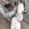 Soft Thin Summer Dog Dress Cute Style Puppy Clothes New Lace Dog Dresses  for Small Dogs