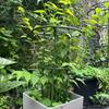 2 Pieces Coated Plant Trellis Rust-Resistant Iron Support with Pointed