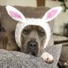 Dinosaur/Brown Bear Halloween Knitted Pet Hat Soft Breathable Rabbit Ear Dog Hat Deer/Black Bull Shape Wool Knitted Puppy Cap