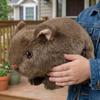 Soft Guinea Pig Plush Toy Cartoon Animal Plush Pillow Cavy Plush Doll  Boys Girls