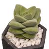 Jizhichuan Succulent Plant Set: Beginner-Friendly Indoor Greenery for Office or Home