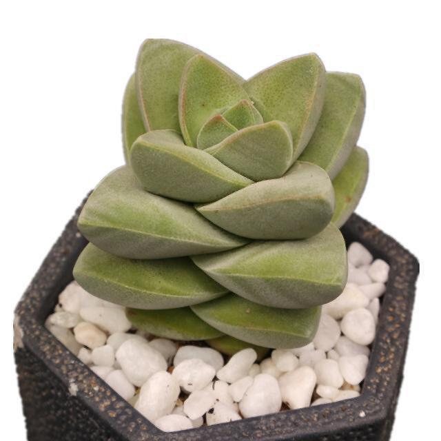 Jizhichuan Succulent Plant Set: Beginner-Friendly Indoor Greenery for Office or Home