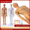 Model punktów akupunkturowych Meridian 35 cm: Miniatuurowa figura akupunkturowa tradycyjnej medycyny chińskiej