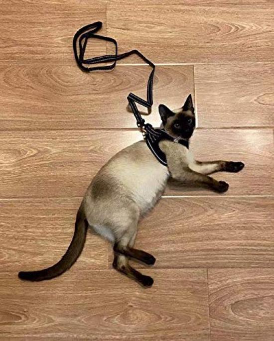 ASMPET Dog Harness and Leash for Small Dogs and Adjustable Collar and Night No Size 3XS Puppies, Breathable, Harness, Anti-Pulling, Comfortable, Soft,