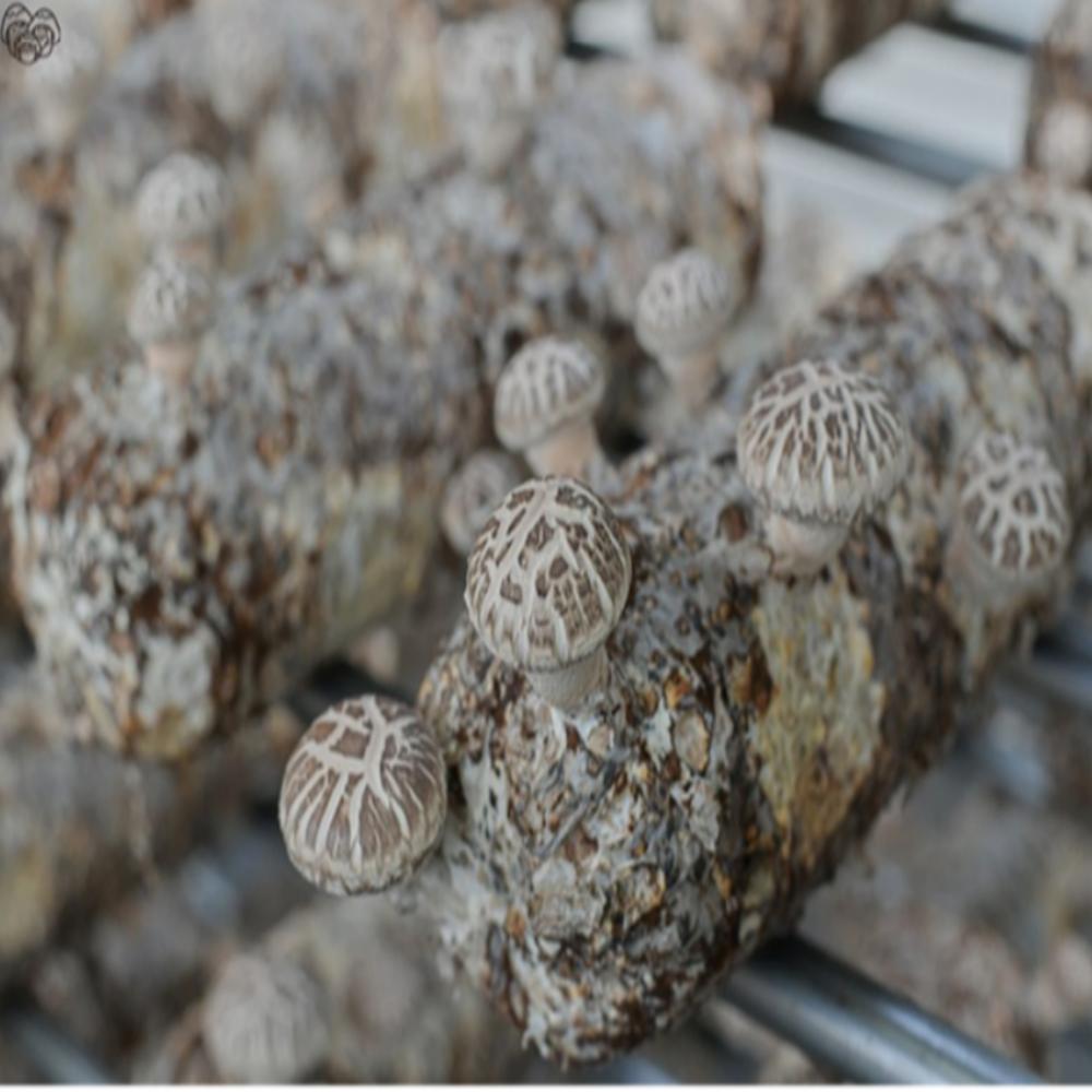 Organic, pesticide-free dried shiitake mushroom slices from Hajin's Mushroom Garden, 100g