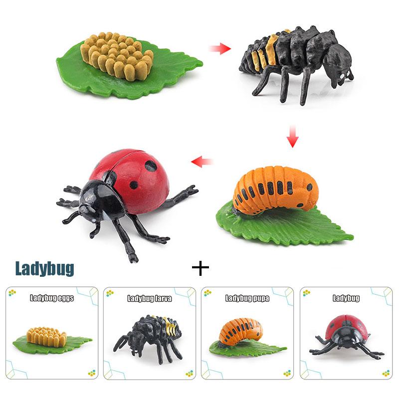 Toys Model Educational Simulated Animal Card Set Insect Plant Growth Cycle Cognitive Montessori Parish Home Open Learning Kids