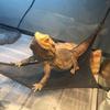 Elastic Triangle Pet Accessories Reptile Habitat Bird Ladder Bearded Dragon Hammock Lizard Bed