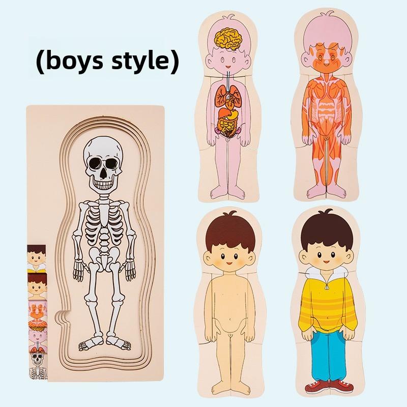 Organs Human Body Structure Jigsaw Puzzle Educational Toy For Kids Learning