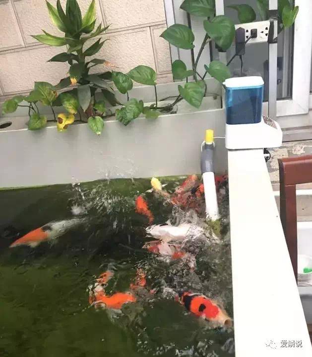 High Performance Timed Feeder Latest Automatic Timed Fish Feeders