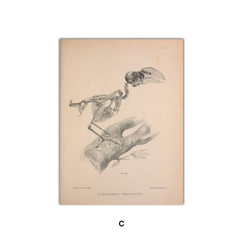 Nostalgic and Retro Bird Skeleton Painting Abstract Art Canvas Painting Contemporary Picture Prints and Poster Home Wall Decor