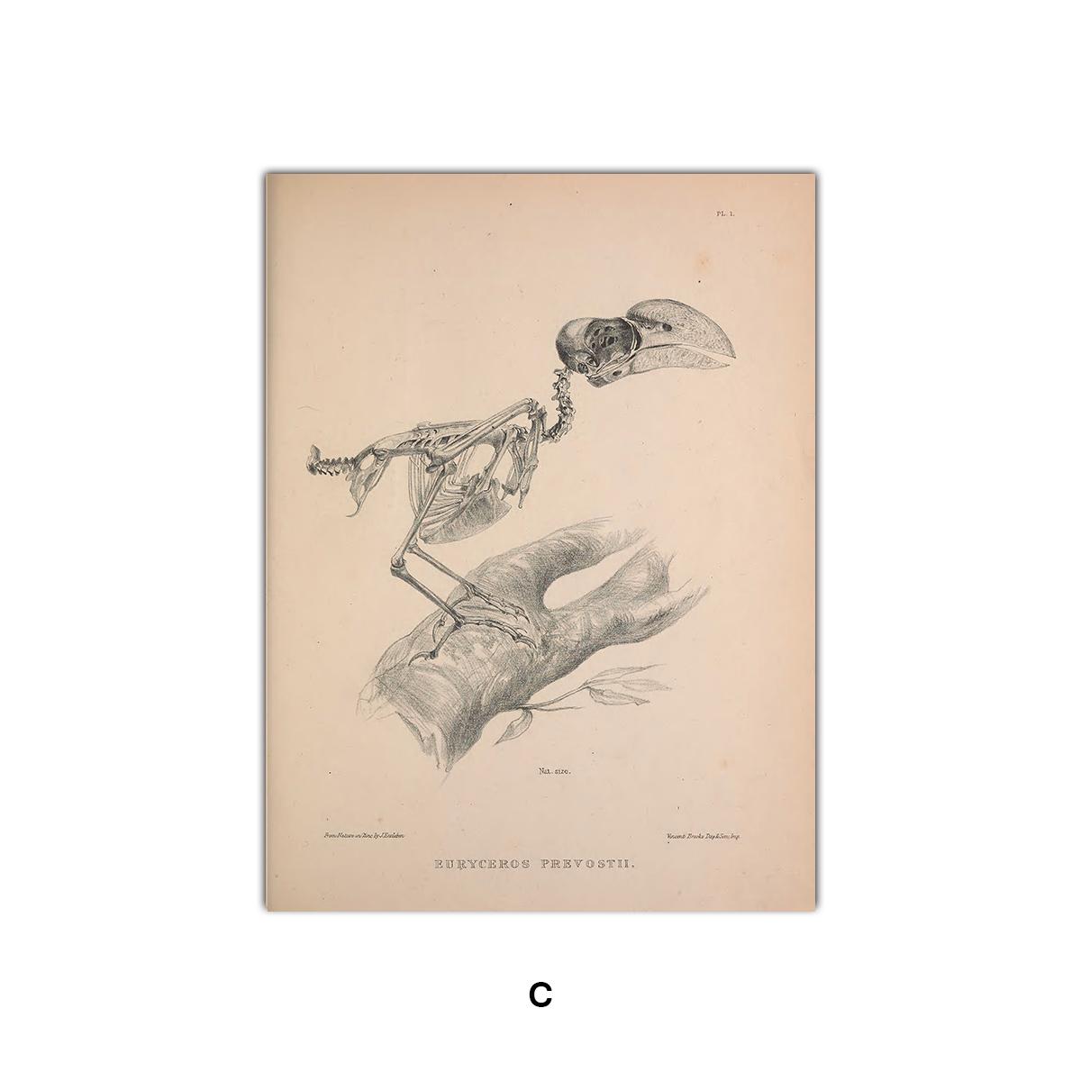 

Ностальгическая и ретро картина со скелетом птицы, абстрактное искусство, холст, живопись, современные принты и плакаты, домашний декор стены 21x30cm No Frame