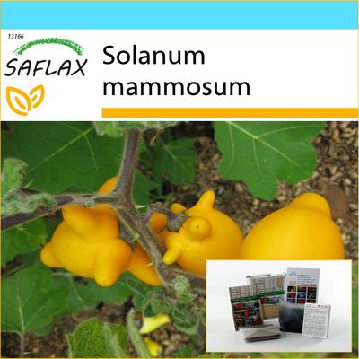 Set regalo - Love Apple / Nipplefruit - 10 semi - Con scatola regalo, biglietto, etichetta e substrato per vaso - Solanum mammosum