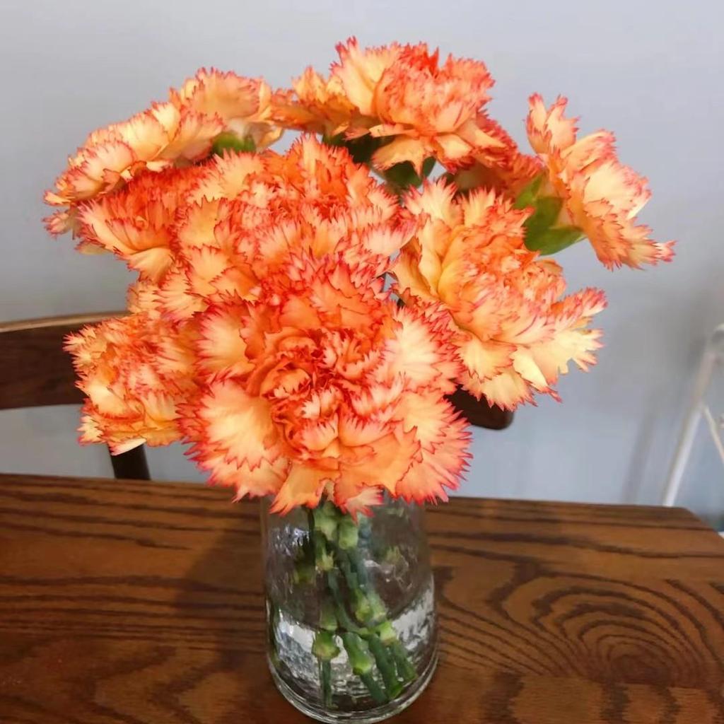 Carnation Fresh Cut Flowers for Teacher's Day, Women's Day, Family Arrangements, and Goddess Day Gifts.