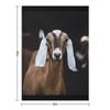 Nubian doe Throw Blanket Thermals For Travel Extra Large Throw Furry for sofa Blankets