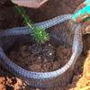 Trådstrikket rustfritt stål Plant Mesh Bag Tett Mesh Plantebeskyttelse Nye planter rotposer