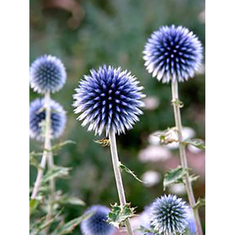 5D DIY Diamond Painting Flowers Rose Cross Stitch Kit Full Round Drill Embroidery Mosaic Wall Art Rhinestones Home Decor Gift