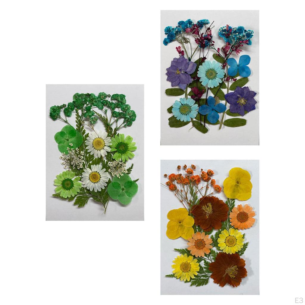 Assorted Pressed Floral Assortment for DIY Projects