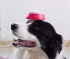 Pet Talking Button - Dog Communication and Training Toy with Recording and CE Certification
