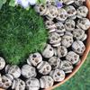 20Pieces Smiling Bone Skulls for Creative Halloweens Decoration and Spookys Event Planning
