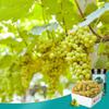 Loulan Miyu Green Xiangfei Raisins