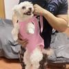 Versatile Voyage, Breathable Mesh Pet Backpack for Small Dogs & Cats - Portable, Zippered Carrier with Comfort Shoulder Straps