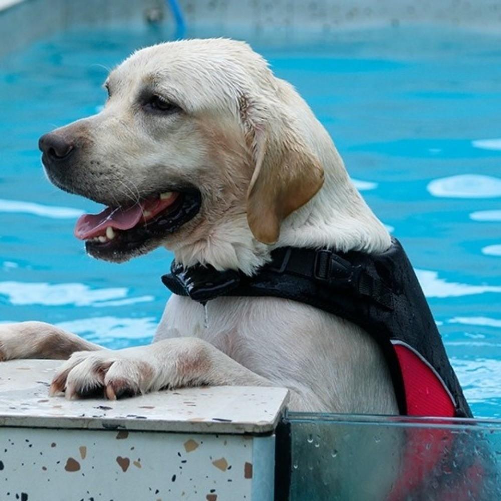 Adjustable Dog Life Jacket Enhanced Buoyancy Dog Surfing Clothes Pet Safety Vest  Water Sports