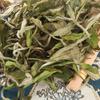 500g Fuding White Tea High Quality Peony Loose Leaf Whole Bud