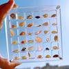 Akrylowe magnetyczne pudełko wystawowe z muszli 36/64/100 siatki kwadratowe małe rękodzieło kamień naturalny koraliki do zdobienia paznokci urok biżuteria Show organizator pojemnik Case