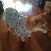 Flower Dog Cute Vest Top Rabbit Pet Sun Protection Clothing Cat Thin Clothes  For Dogs Puppy Cats