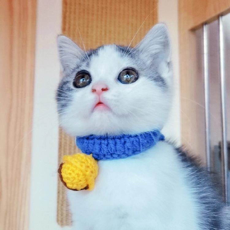 Neck Protective Collar Small Dog Collar Cat Necklace Winter Silent Bell Collar