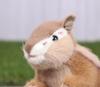 Peluche da Lancio Ghiro Reale Più M