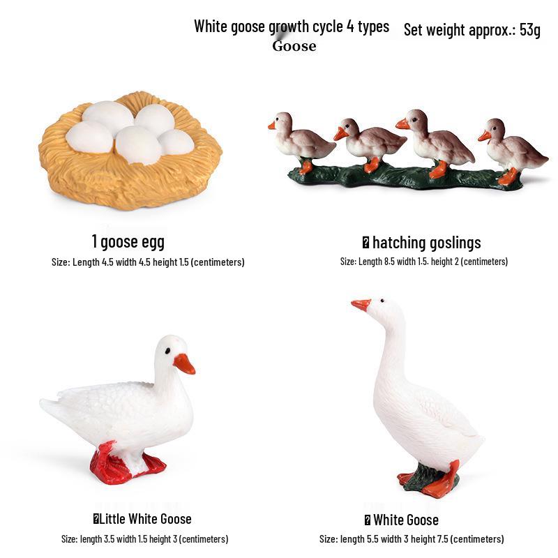 Frog Life Cycle Model Set: Tadpole to Frog Educational Toys for Kids