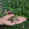 2pcs Miniature Simulation Mini Turtle Handmade Crafts Home Sculpture Tortoise Dolls  Indoor&Outdoor