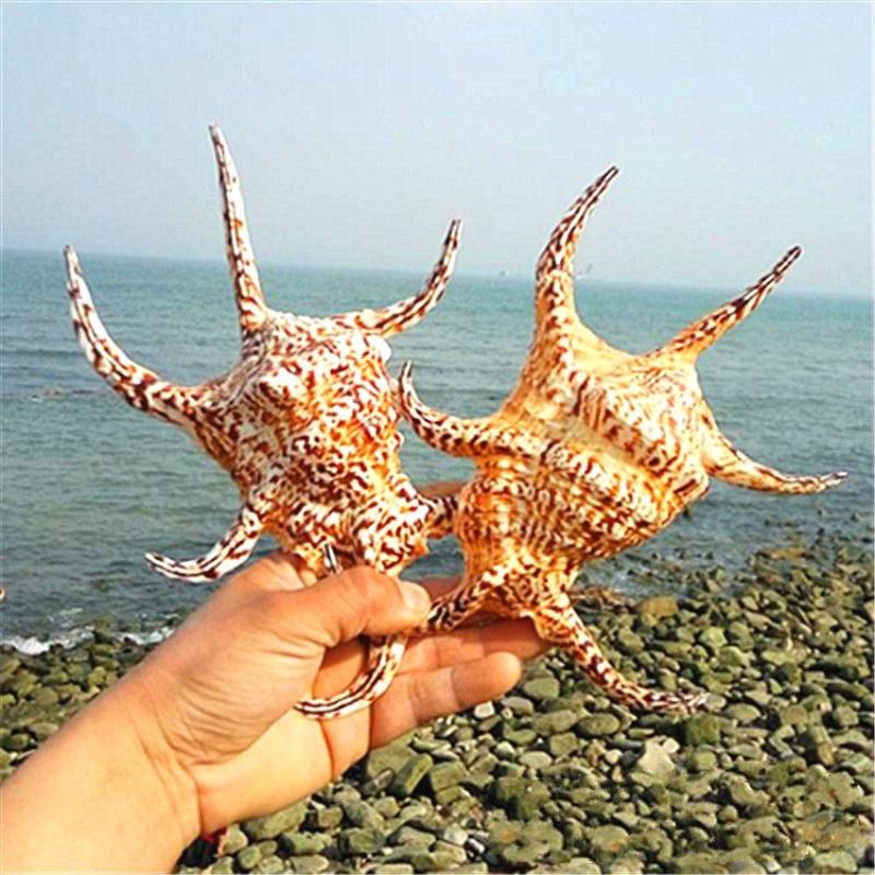 Natural Pink Shell Conch Coral Sea Snail - Decorative Snail Shells In Many Sizes, Small And Medium Large Beautiful Snail Shells I.1020817749 - Foto 3