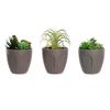 Decorative Plant - DKD Home Decor - Green - Beige - Grey - Polyethylene - Polypropylene - 11x11x15 Cm