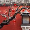 6/20/30 Stück Frühlingsfest Chinesischer Knoten Hängend Chinesisches Neujahr Einweihung Mini Rote Laterne Hängendes Ornament Geschenk Hausdekoration