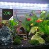 Aufkleb-Wassertemperaturmesser Digitalanzeige Alarm für Aquarien Terrarien Hydroponik zur Umweltkontrolle