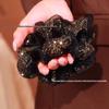 Schwarzes Luxus-Organza-Scrunchie mit Doppellage und Schmetterling - Elegant, vielseitig, hochwertiges Haaraccessoire