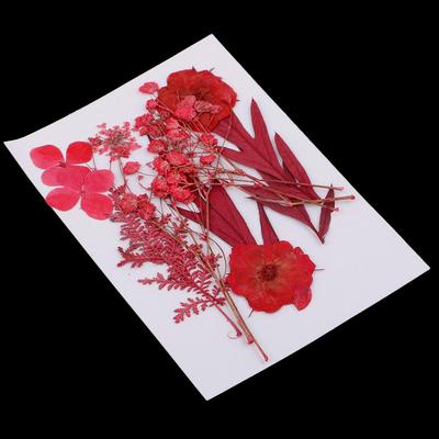 Assortiment de vraies feuilles pressées, fleurs séchées pour artisanat de Scrapbooking, bricolage