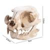 Scary Animal Skull Ornament Funny Cat Skull Statue Artificial Skull Head  Halloween Decor Gifts