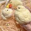 Squeeze Chick Decompression Soft Vent Toy Stretch Novelty Chick Toy for Adult Stress Relief Toy Student Hand Squeeze Toy